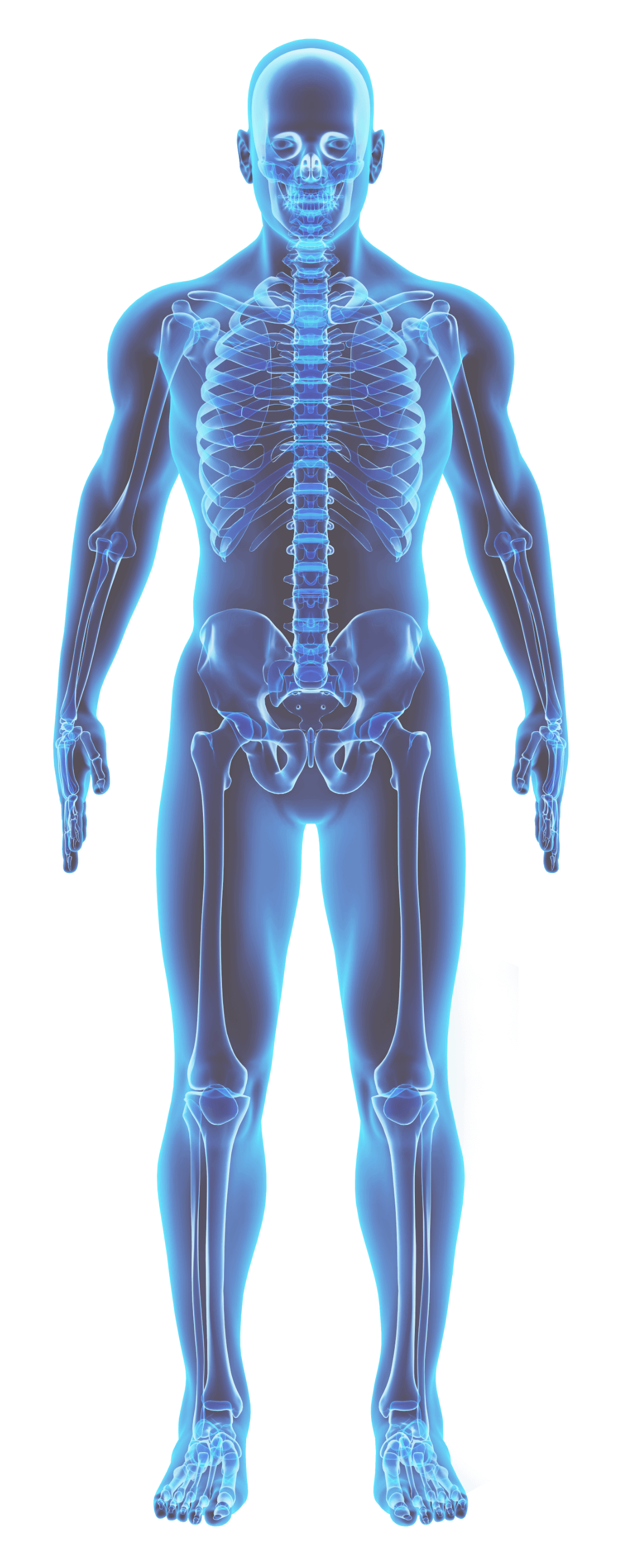 Illustration of human body.