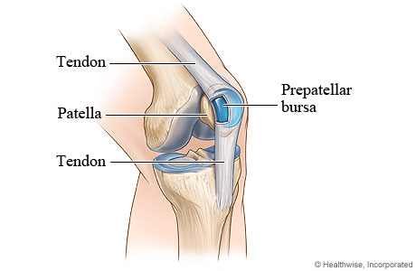 knee bursa.