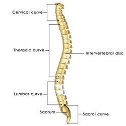 anatomy of the spine diagram.