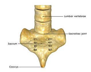 diagram of the base of the spine and tailbone.