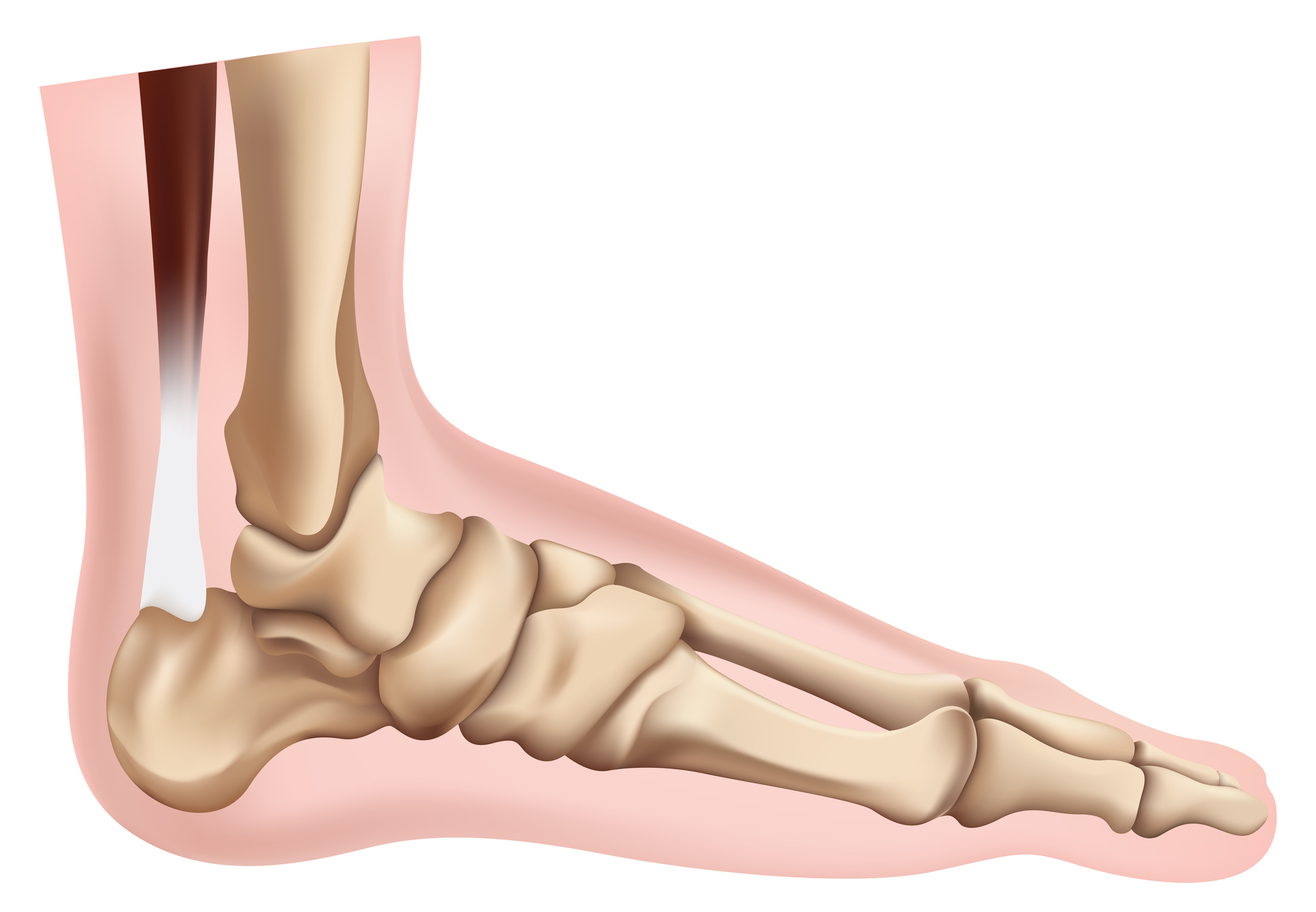 Diagram of the skeleton of the foot.