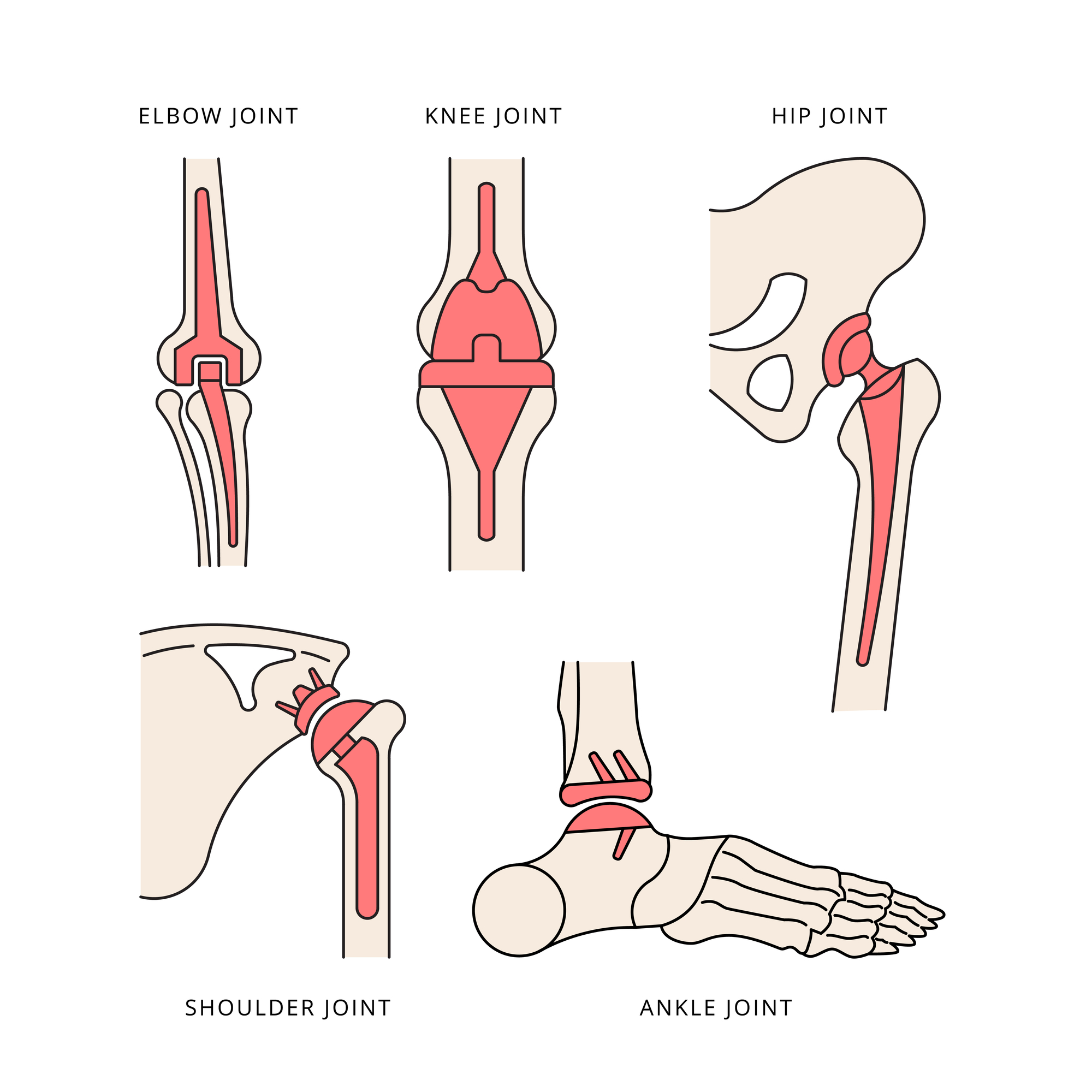 Illustration of human joints.