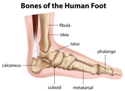 Side view of the bones of the human foot .