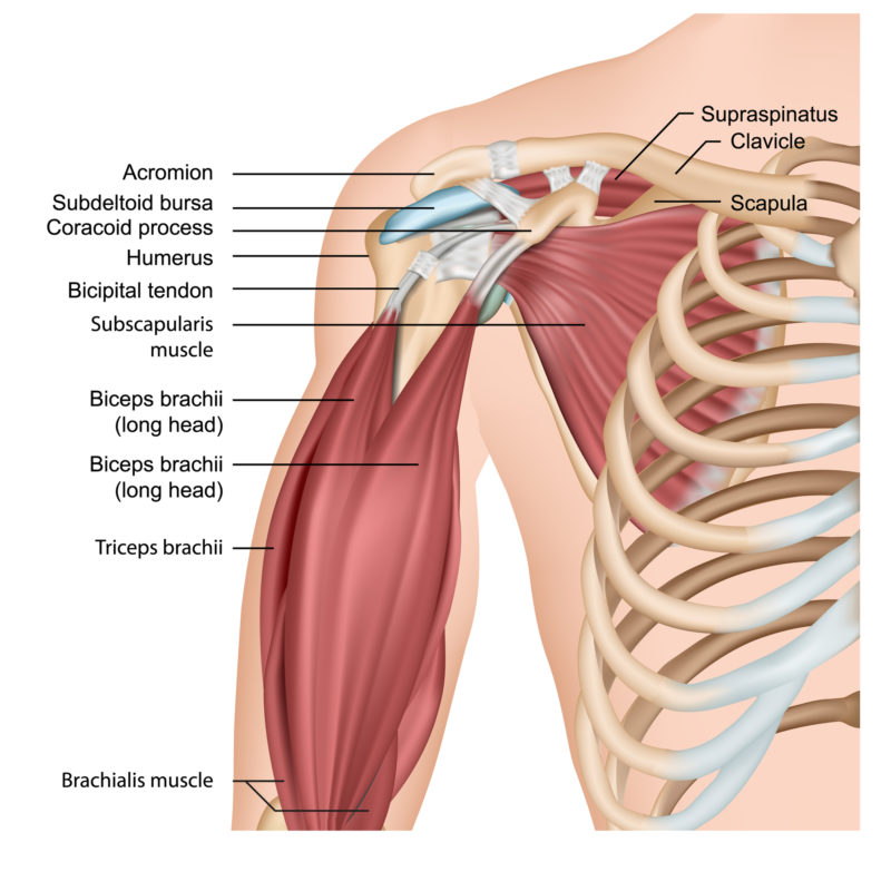 Tendons, bones and muscles of upper arm and shoulder.