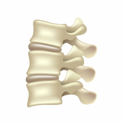 Vertebrae with intervertebral disks and facet joints.