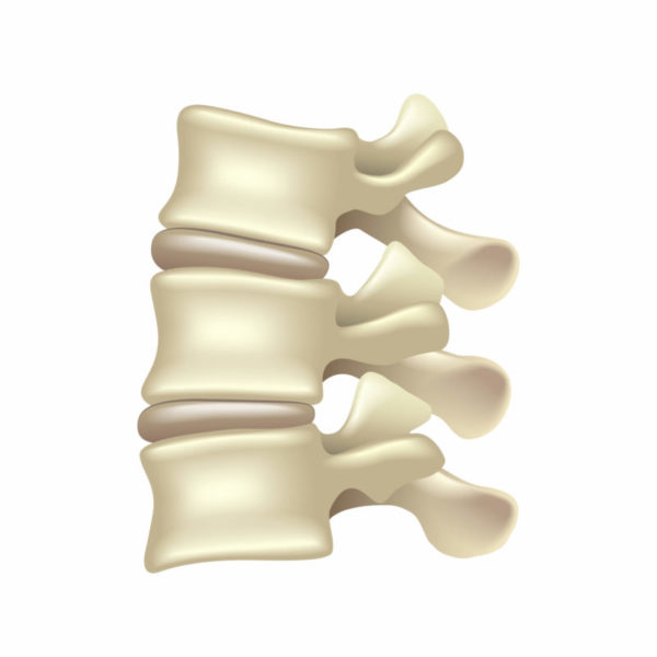 Vertebrae with intervertebral disks and facet joints.