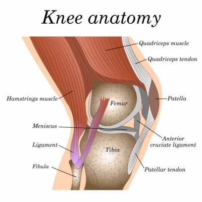 Bones, tendons and ligaments of knee.