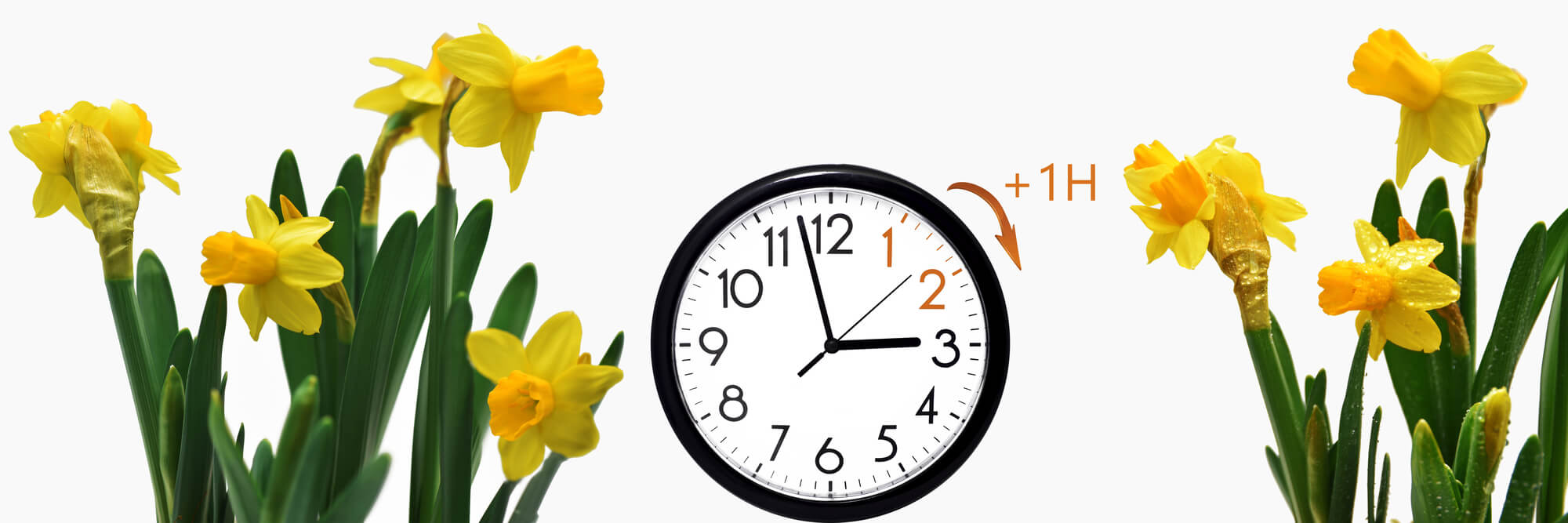 Clock moving forward surrounded by spring daffodils